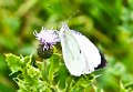Thistle feed